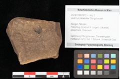Foto (Objekt + Etikett) von Quercus palaeoilex Ettingshausen (NHMW-GEO-2024-0188-0972)